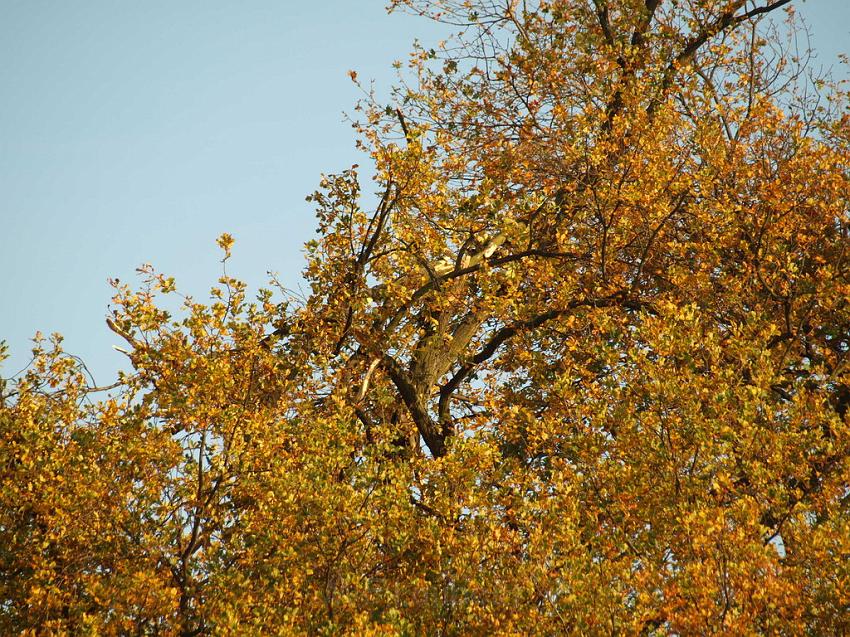 Kleinflugzeug abgestuerzt Sankt Augustin Meindorf P106.JPG